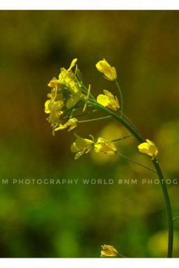 Nitin Mishra - Photographer in Delhi | www.dazzlerr.com