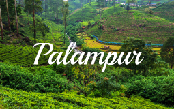 Palampur